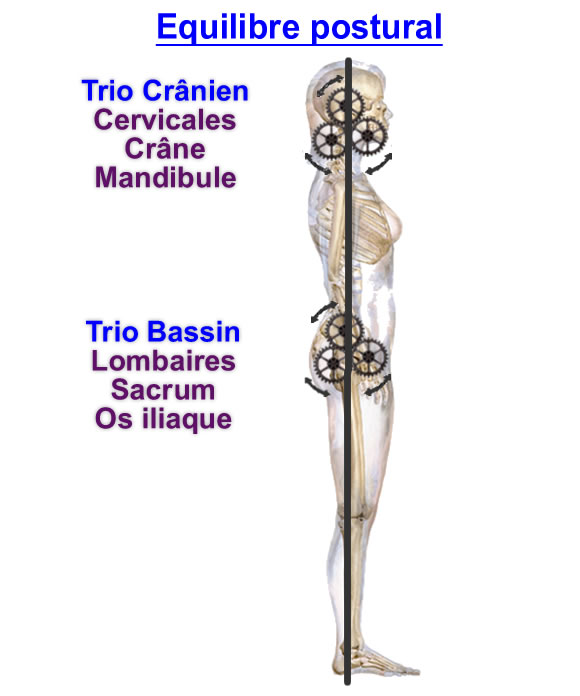 équilibre postural par les deux trios, crânien et bassin